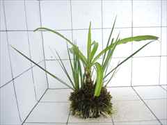 佗び草 水辺MIX No.1