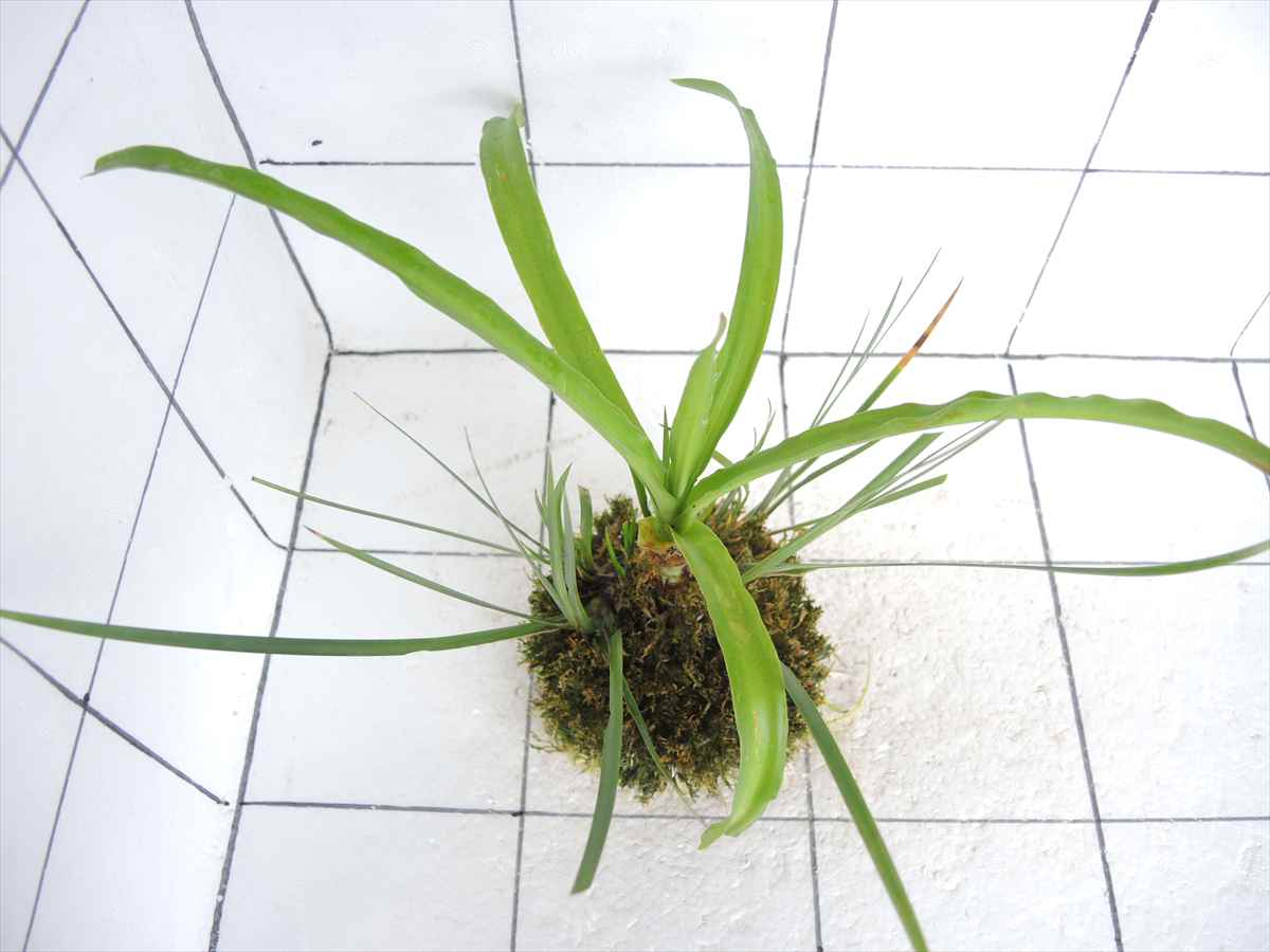 佗び草 水辺MIX No.1の写真3