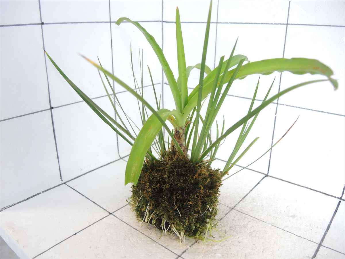 佗び草 水辺MIX No.1の写真4