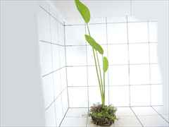 侘び草エキノMIX No.1