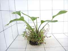 侘び草エキノMIX No.2