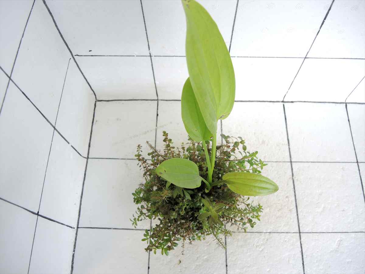 侘び草エキノMIX No.6の写真3