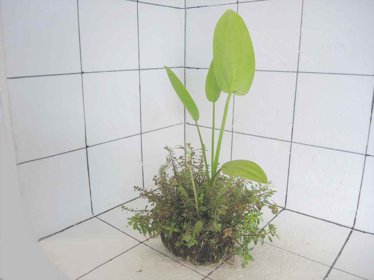 侘び草エキノMIX No.6の写真4