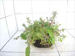 侘び草クリプトMIX No.1