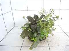 侘び草クリプトMIX No.2