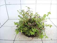 侘び草有茎草MIX No.2