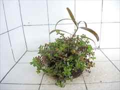 侘び草有茎草 (赤系) MIX No.1