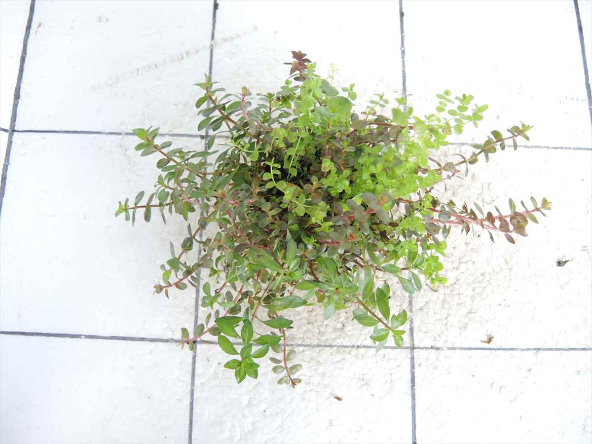 侘び草かれんNo.3の写真3