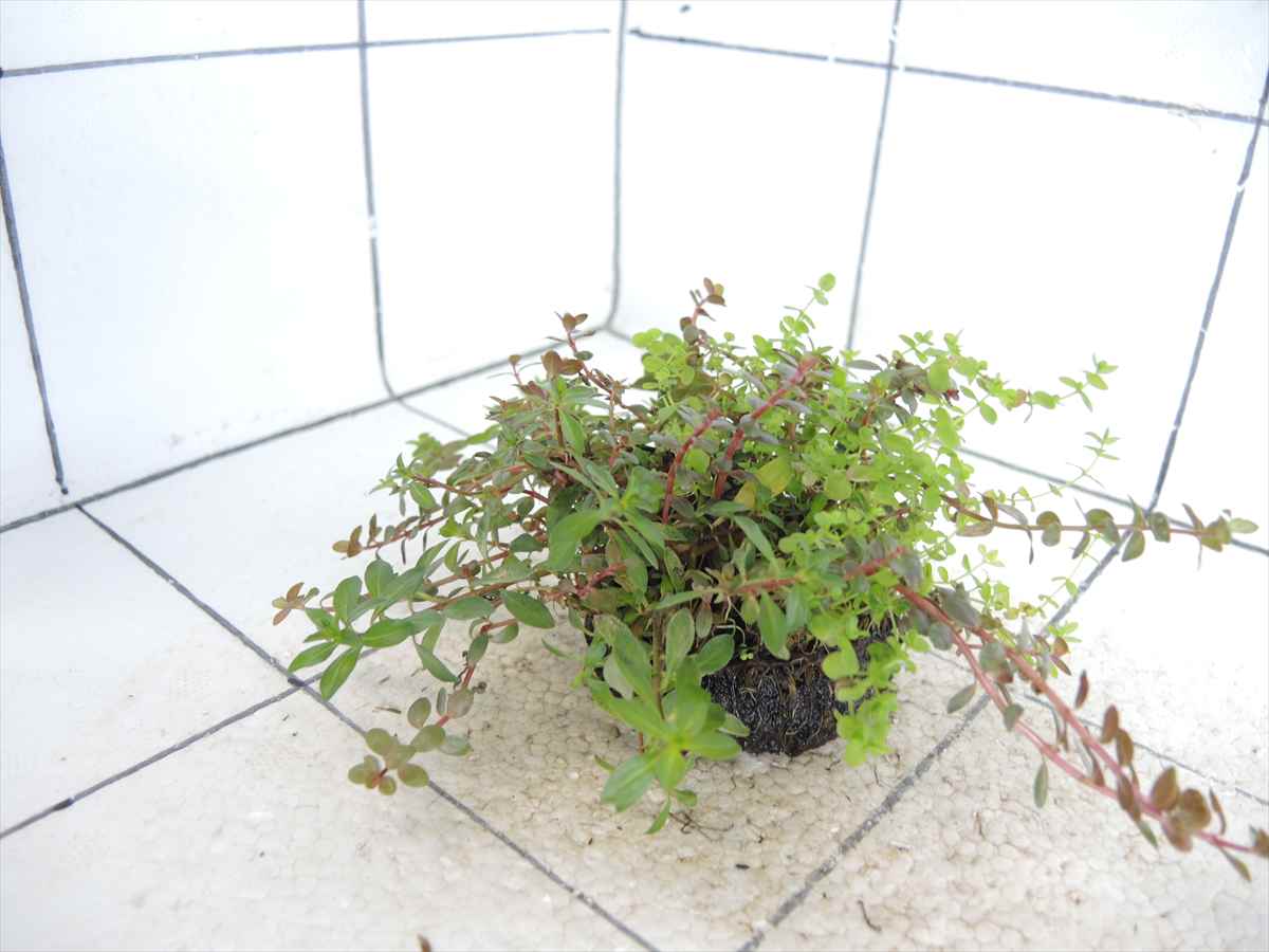 侘び草かれんNo.3の写真4