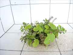 侘び草かれんNo.4