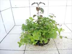 侘び草かおるNo.1