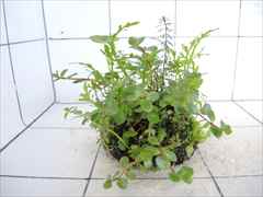 侘び草モスベース No.1