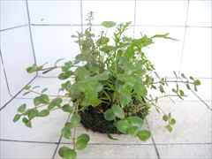 侘び草モスベース No.2