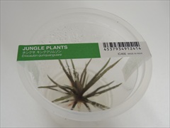 ホシクサ キングクリムゾン