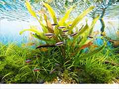 ネイチャーアクアリウム・カレンダー2026