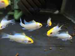 ラミレジィ コバルトブルーゴールデン