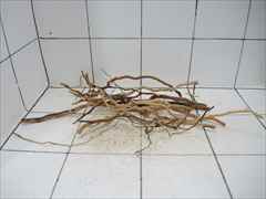 ルートブランチ セット4003