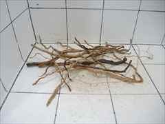 ルートブランチ セット4005