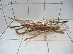 ルートブランチ セット4008