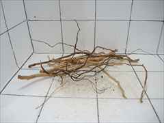 ルートブランチ セット4009