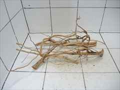 ルートブランチ セット4011