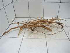 ルートブランチ セット4012