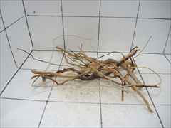 ルートブランチ セット4014