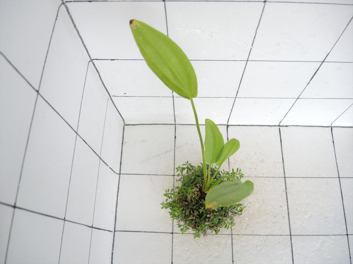 侘び草エキノMIX No.2の写真3