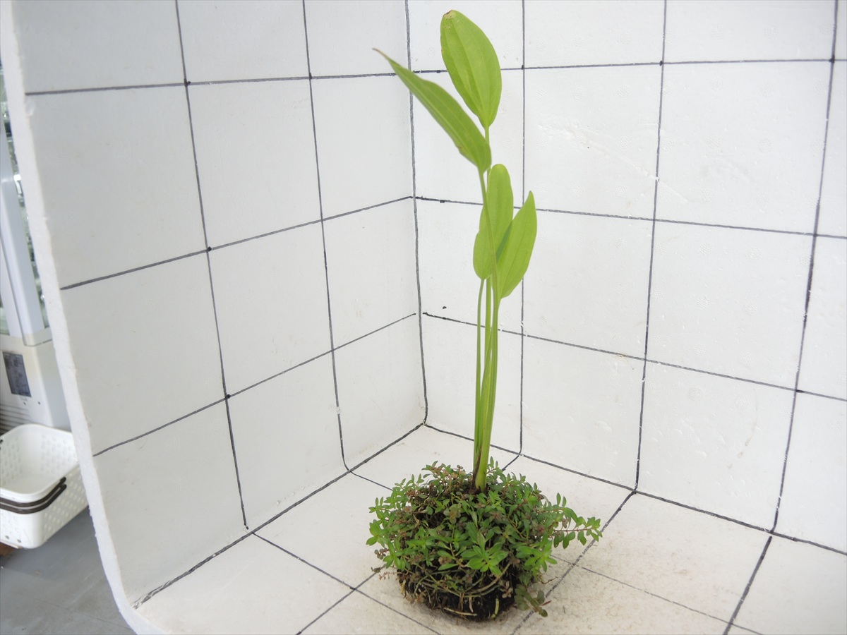 侘び草エキノMIX No.2の写真4