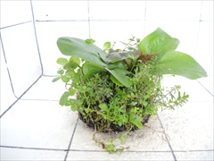 侘び草エキノMIX No.3