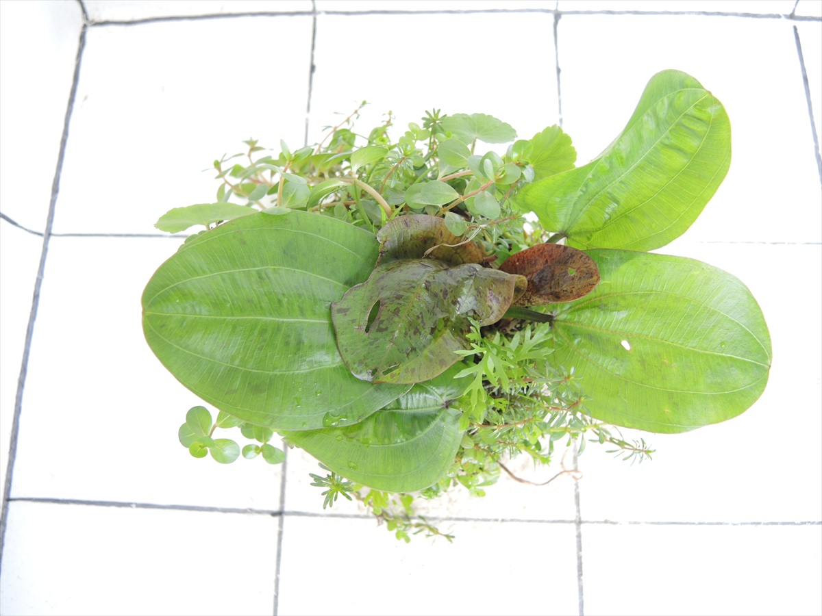 侘び草エキノMIX No.3の写真3