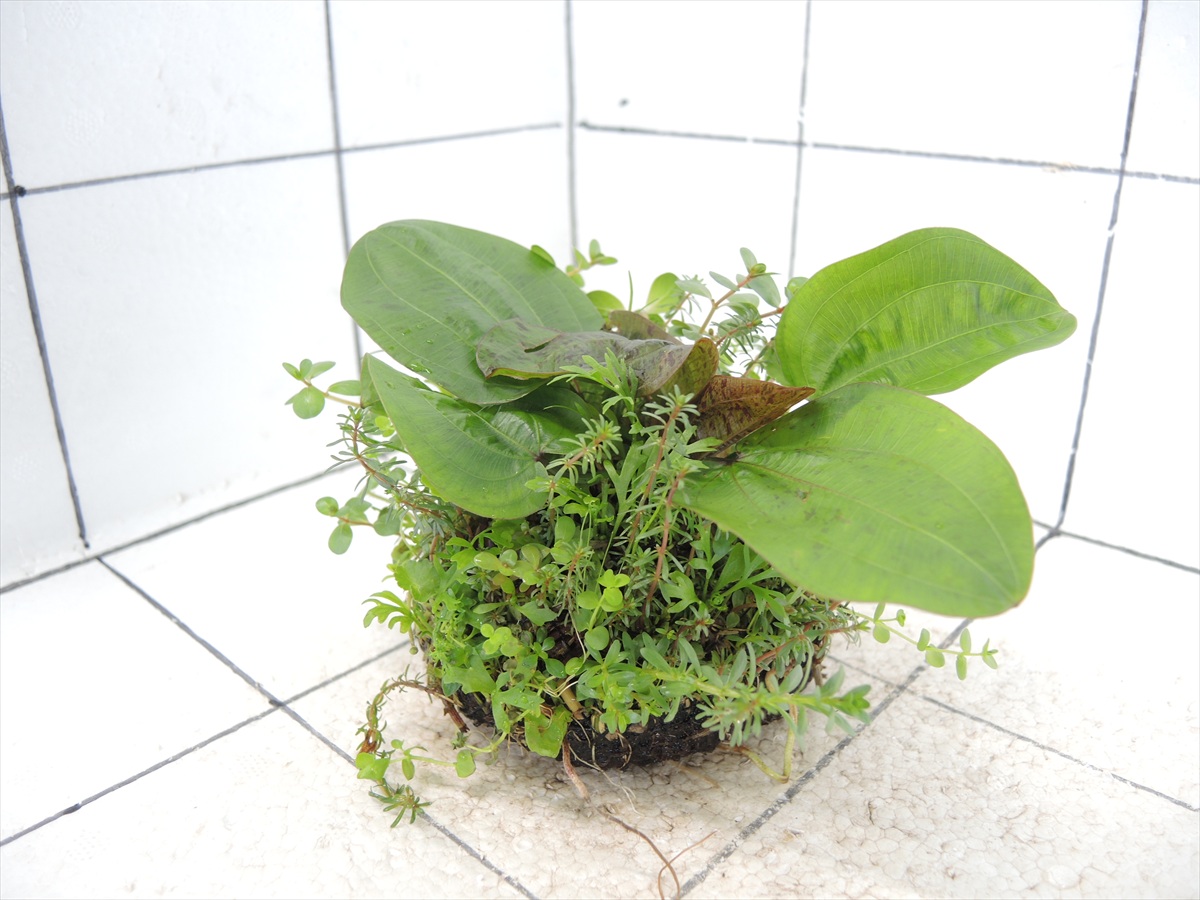 侘び草エキノMIX No.3の写真4