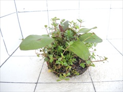 侘び草エキノMIX No.4