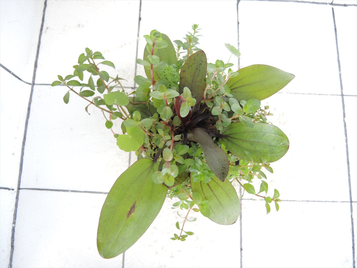 侘び草エキノMIX No.4の写真3