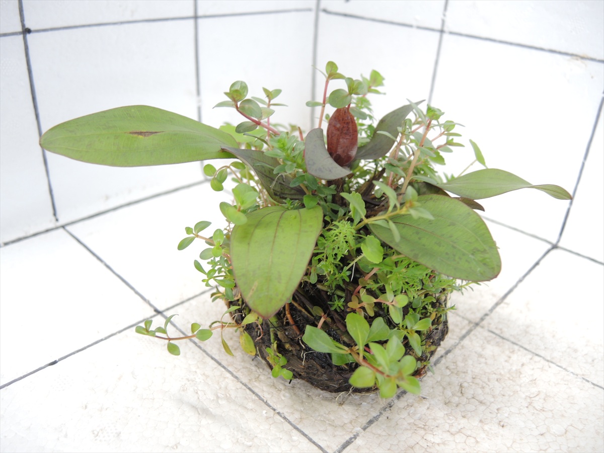 侘び草エキノMIX No.4の写真4