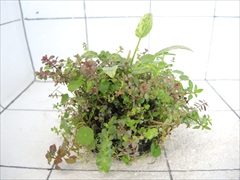 侘び草エキノMIX No.5