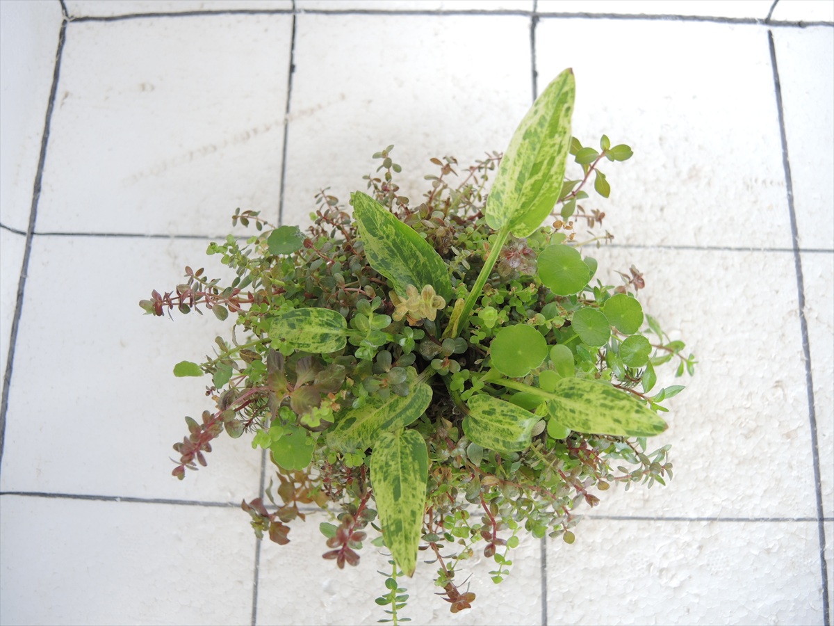 侘び草エキノMIX No.5の写真3