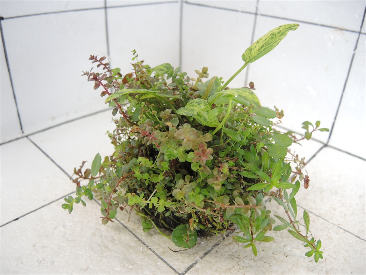 侘び草エキノMIX No.5の写真4