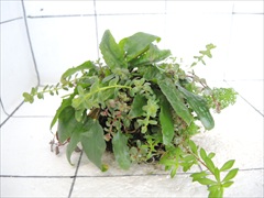 侘び草クリプトMIX No.1