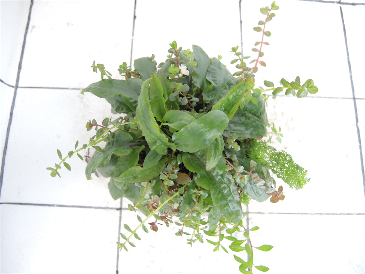 侘び草クリプトMIX No.1の写真3