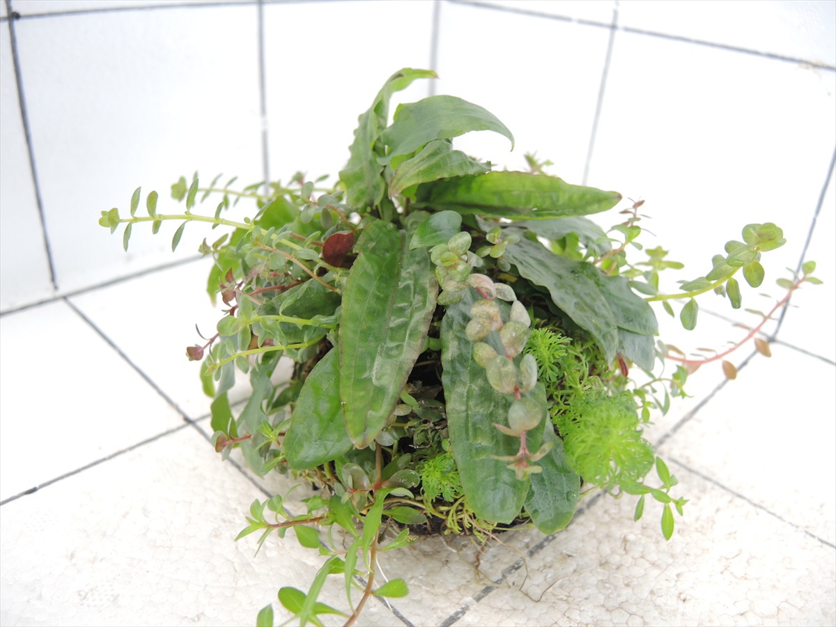 侘び草クリプトMIX No.1の写真4