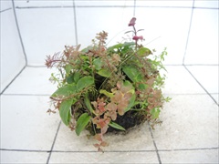 侘び草クリプトMIX No.2