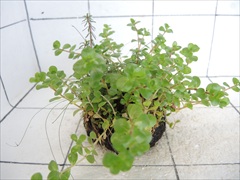 侘び草有茎草MIX No.1