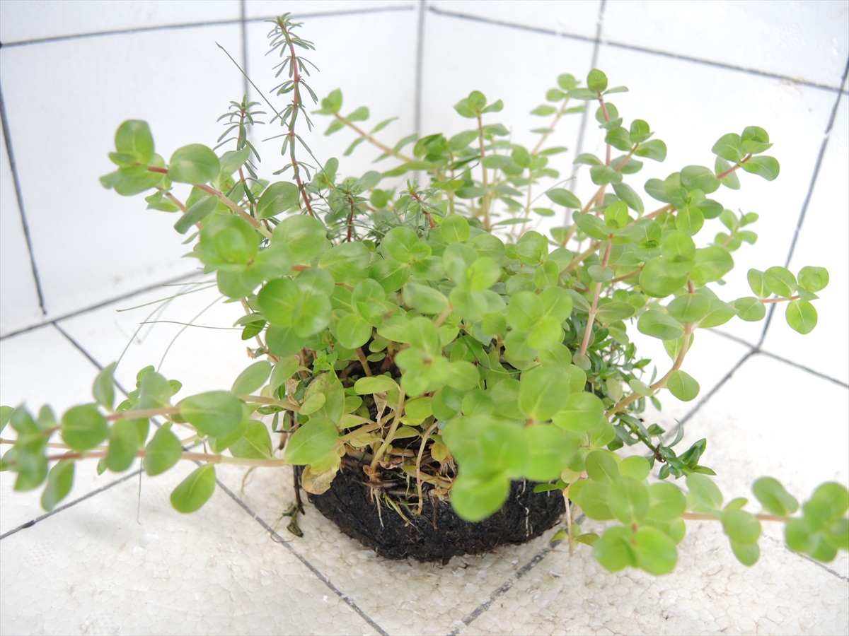 侘び草有茎草MIX No.1の写真4