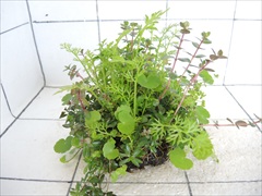 侘び草有茎草MIX No.2