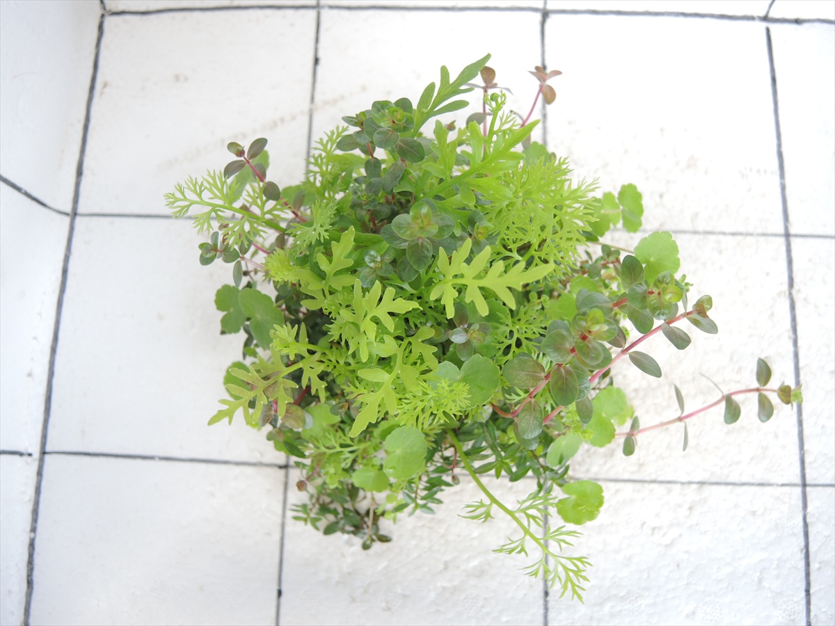 侘び草有茎草MIX No.2の写真3