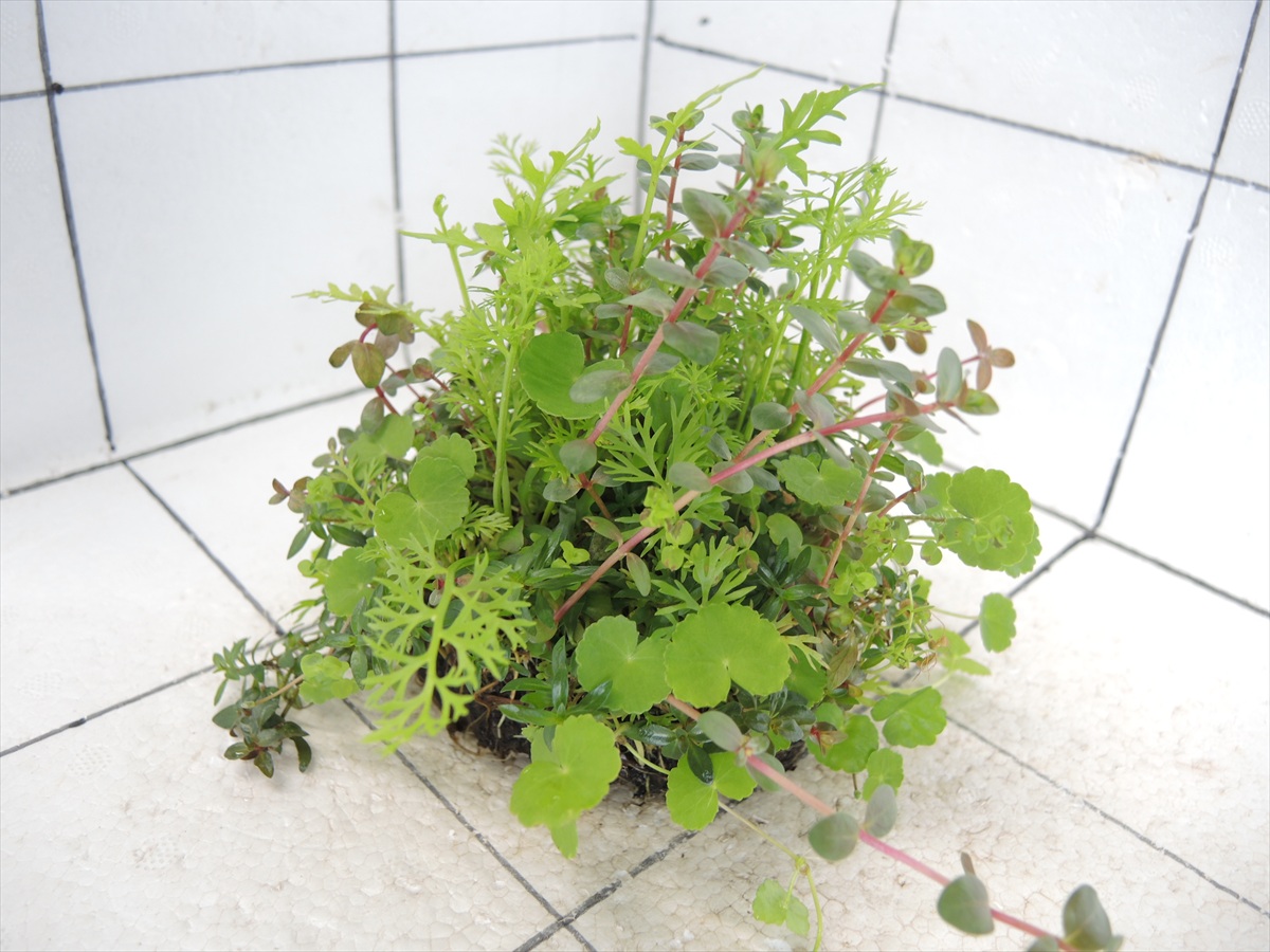 侘び草有茎草MIX No.2の写真4