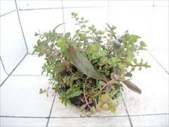 侘び草有茎草 (赤系) MIX No.1