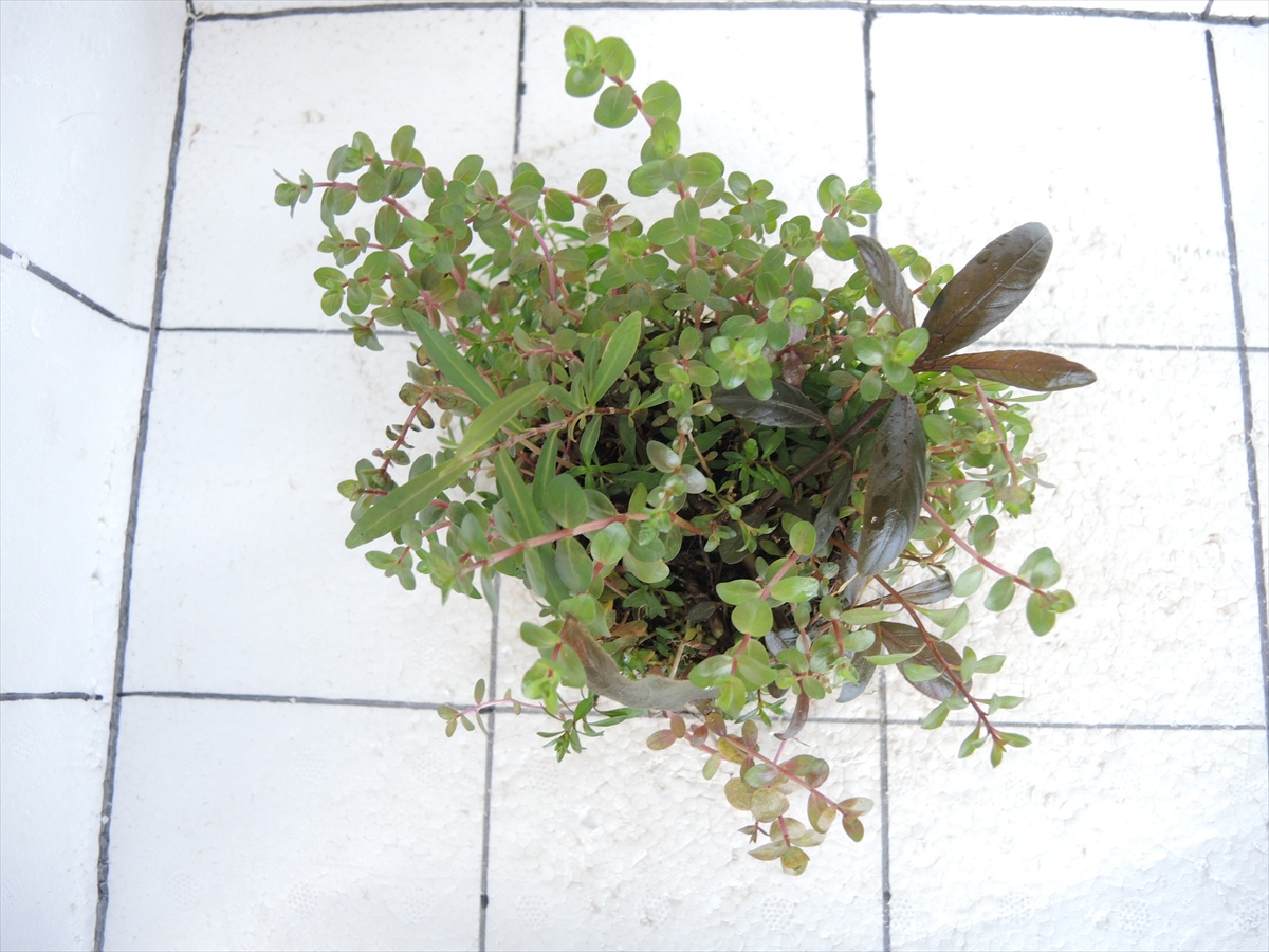 侘び草有茎草 (赤系) MIX No.1の写真3