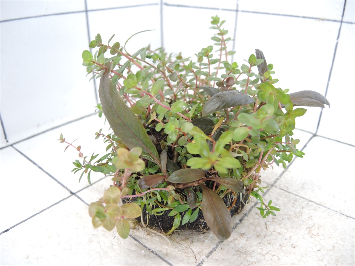 侘び草有茎草 (赤系) MIX No.1の写真4